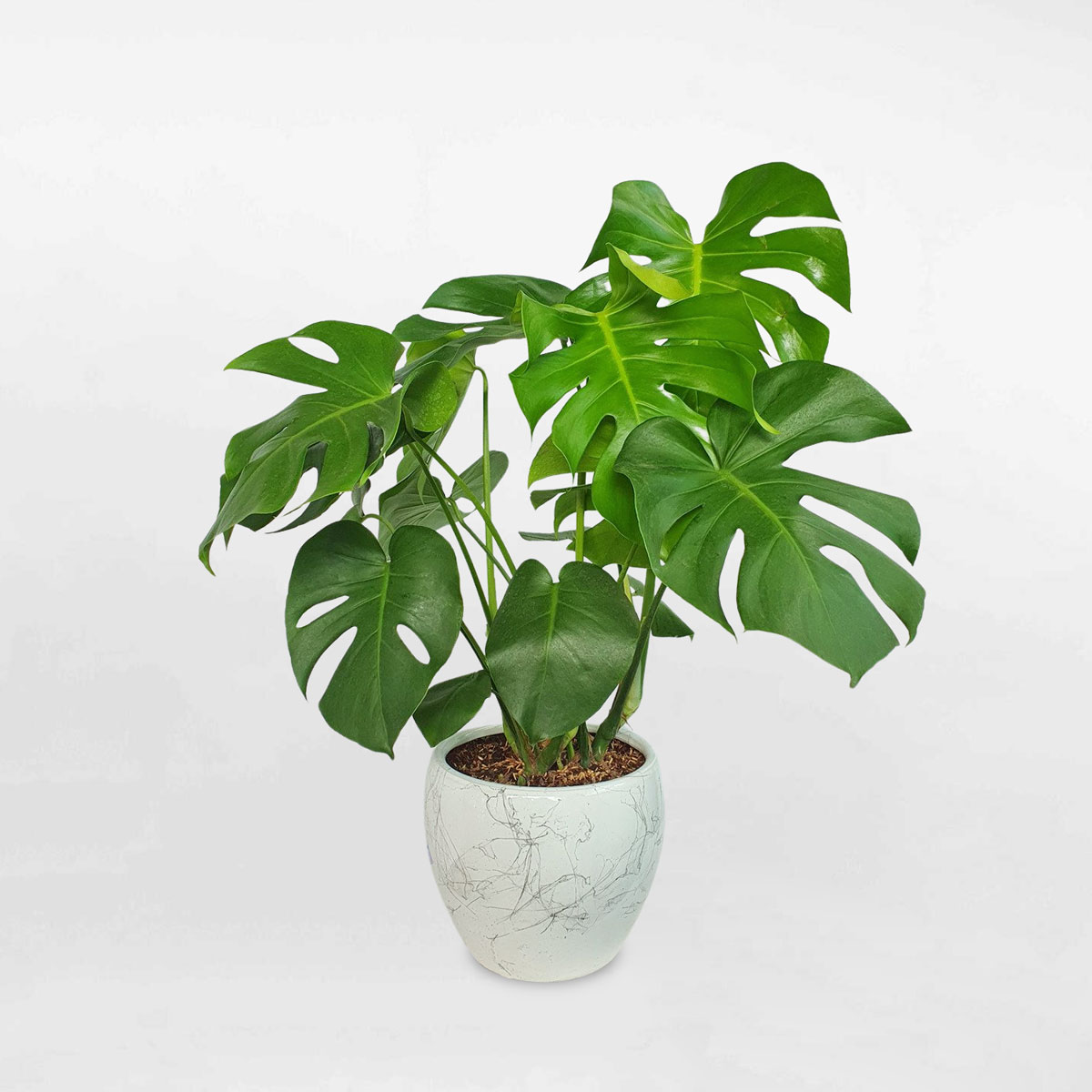 cay trau ba nam my monstera 1