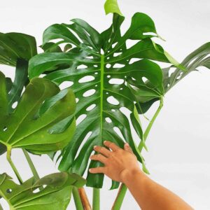cay trau ba nam my monstera 2