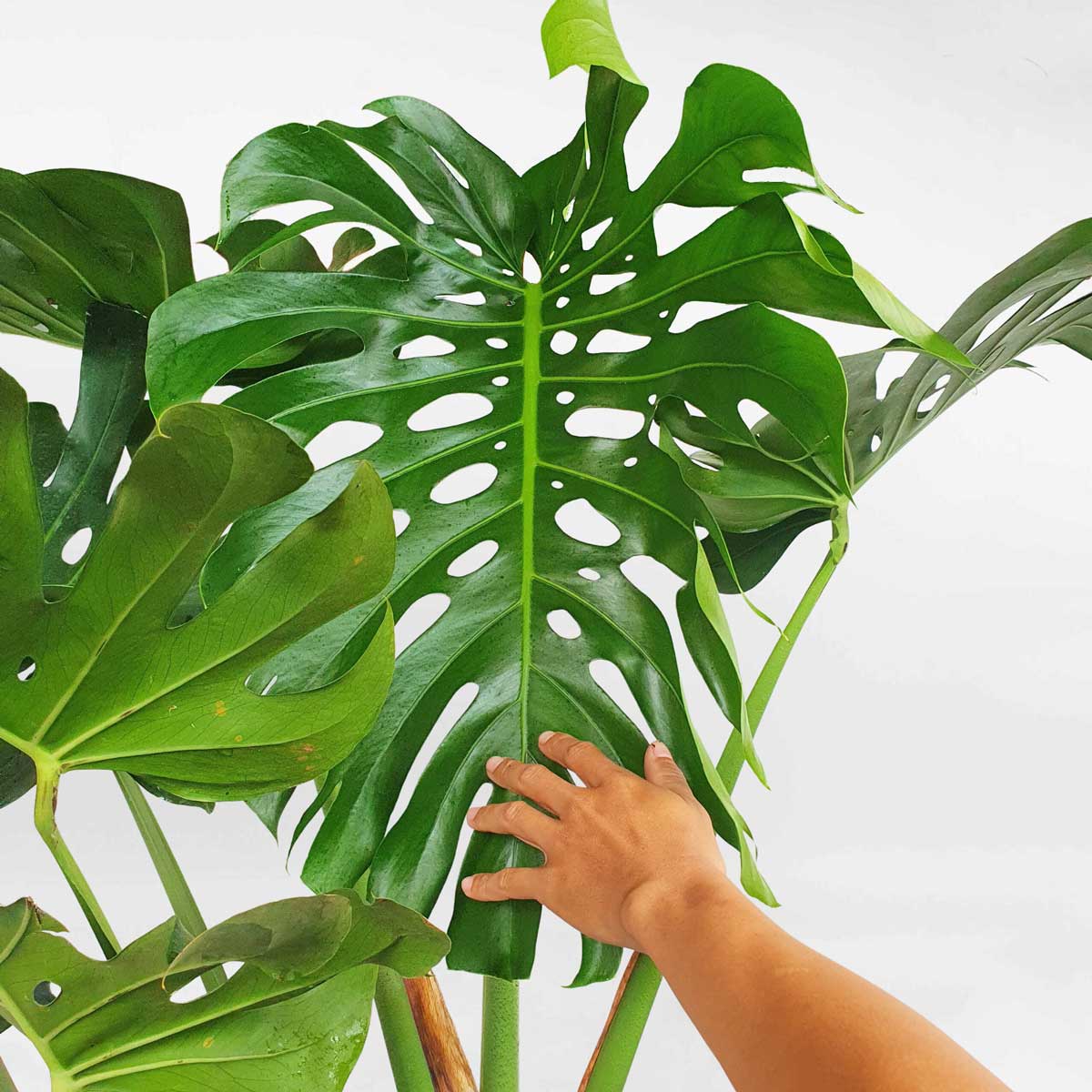 cay trau ba nam my monstera 2
