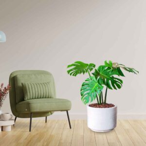 cay trau ba nam my monstera dep mons001 a