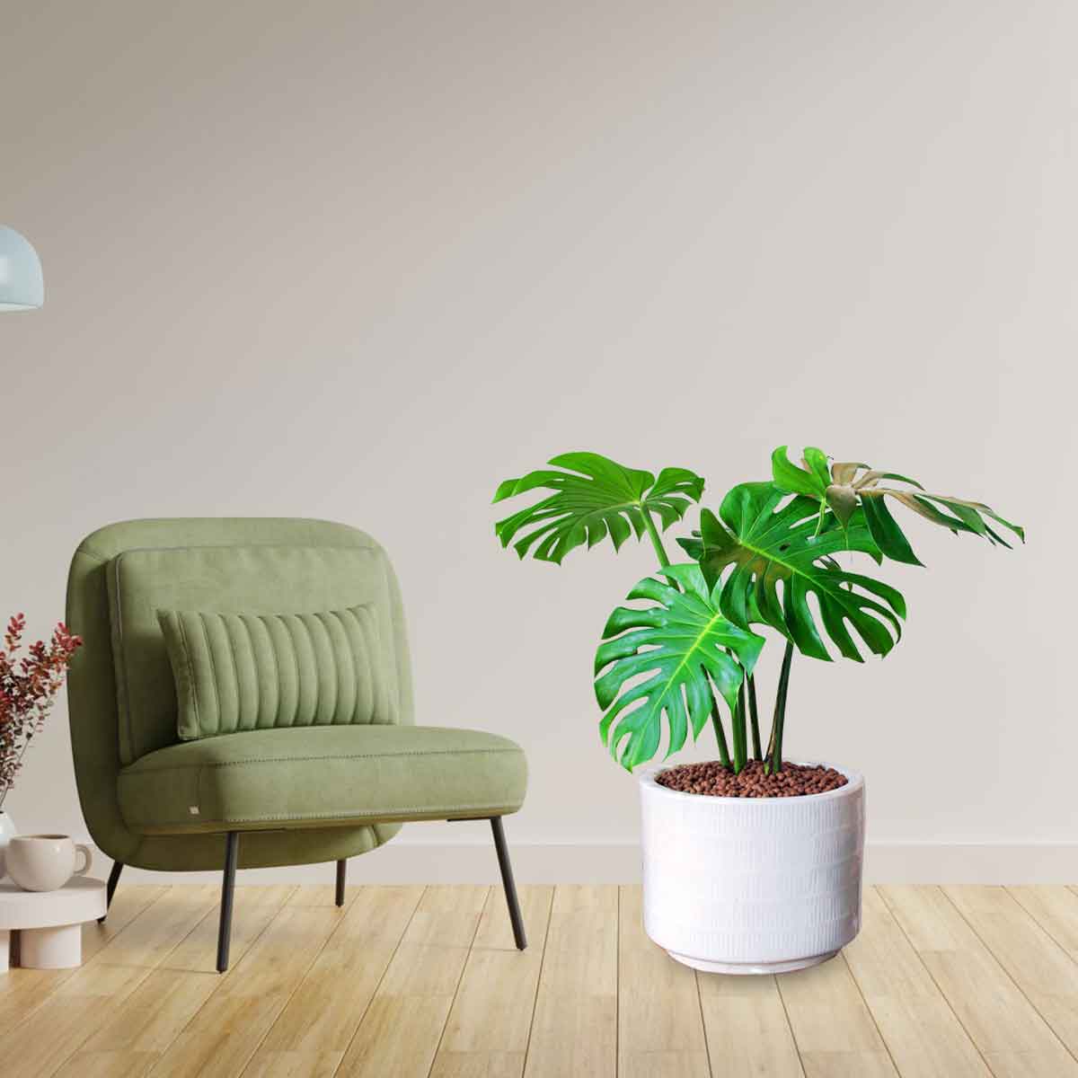 cay trau ba nam my monstera dep mons001 a