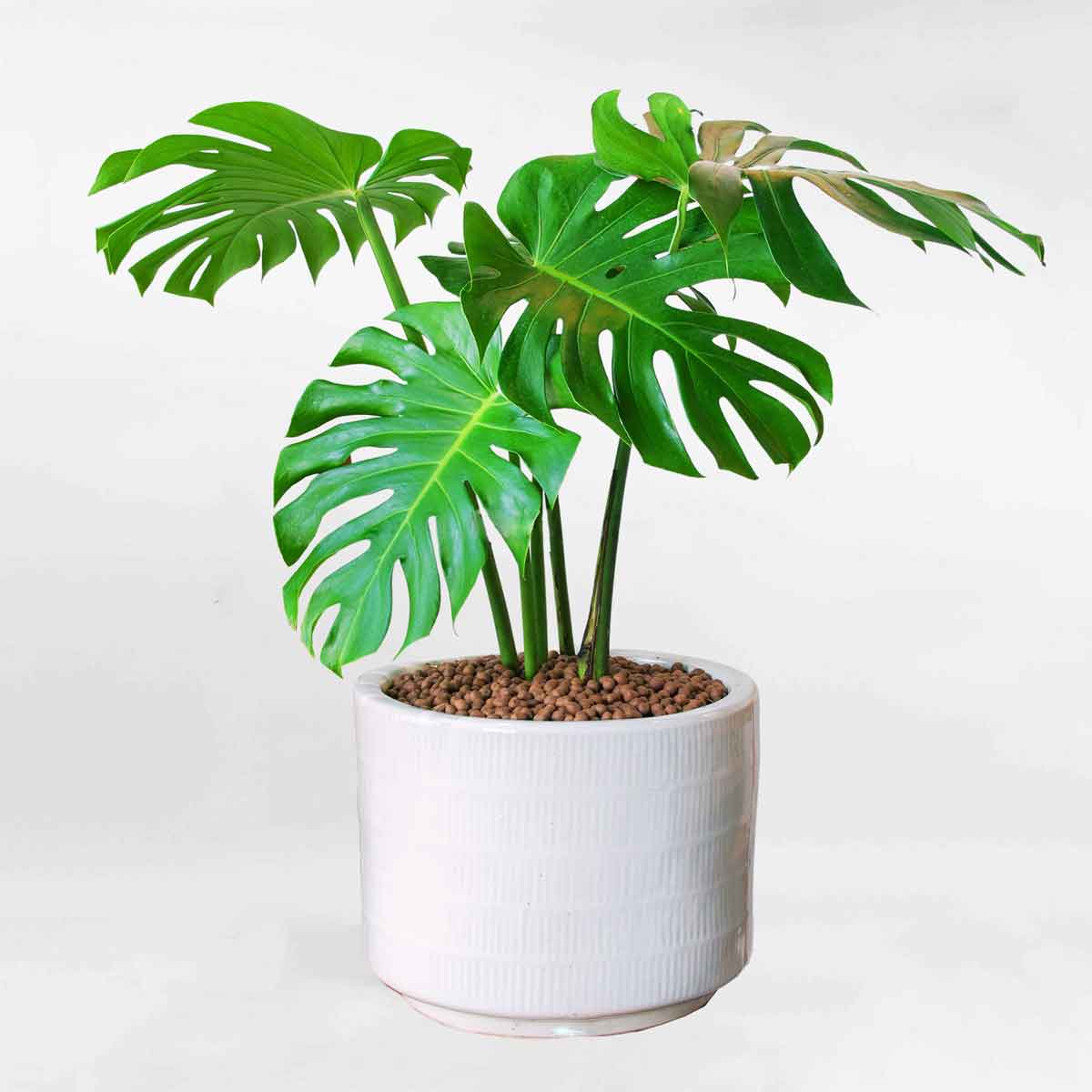 cay trau ba nam my monstera dep mons001 b