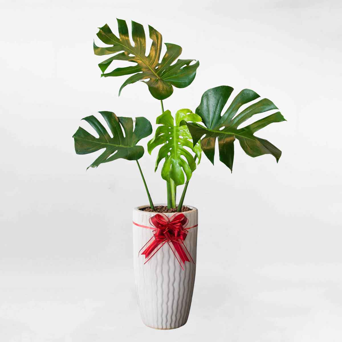 cay trau ba nam my monstera dep mons002 a