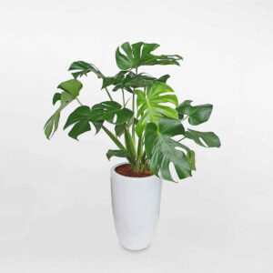 cay trau ba nam mymonstera borsigiana