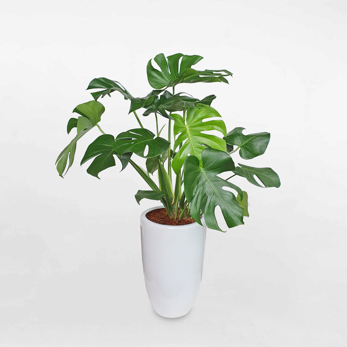 cay trau ba nam mymonstera borsigiana