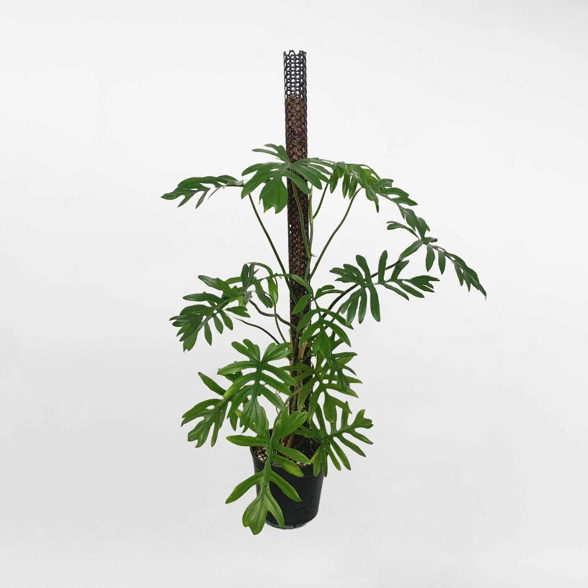 cay trau ba philodendron mayoi