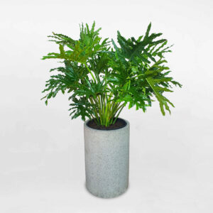 cay trau ba thanh xuan chau da mai