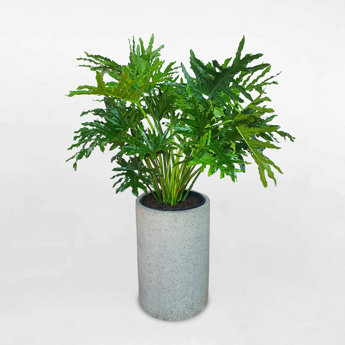 cay trau ba thanh xuan chau da mai