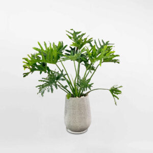 cây trầu bà thanh xuân lớn