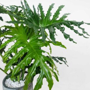 cay trau ba thanh xuan chau dat nung 2