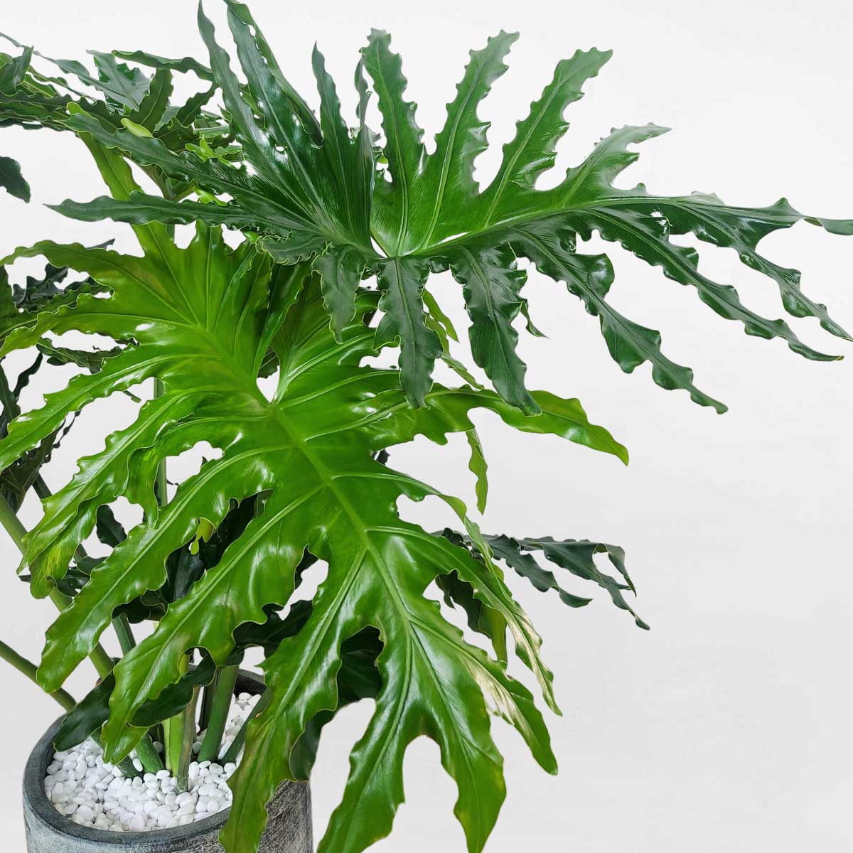 cay trau ba thanh xuan chau dat nung 2