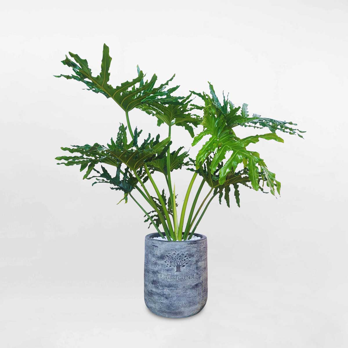 cay trau ba thanh xuan chau dat nung