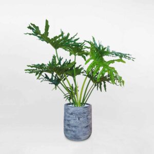 cay trau ba thanh xuan chau dat nung