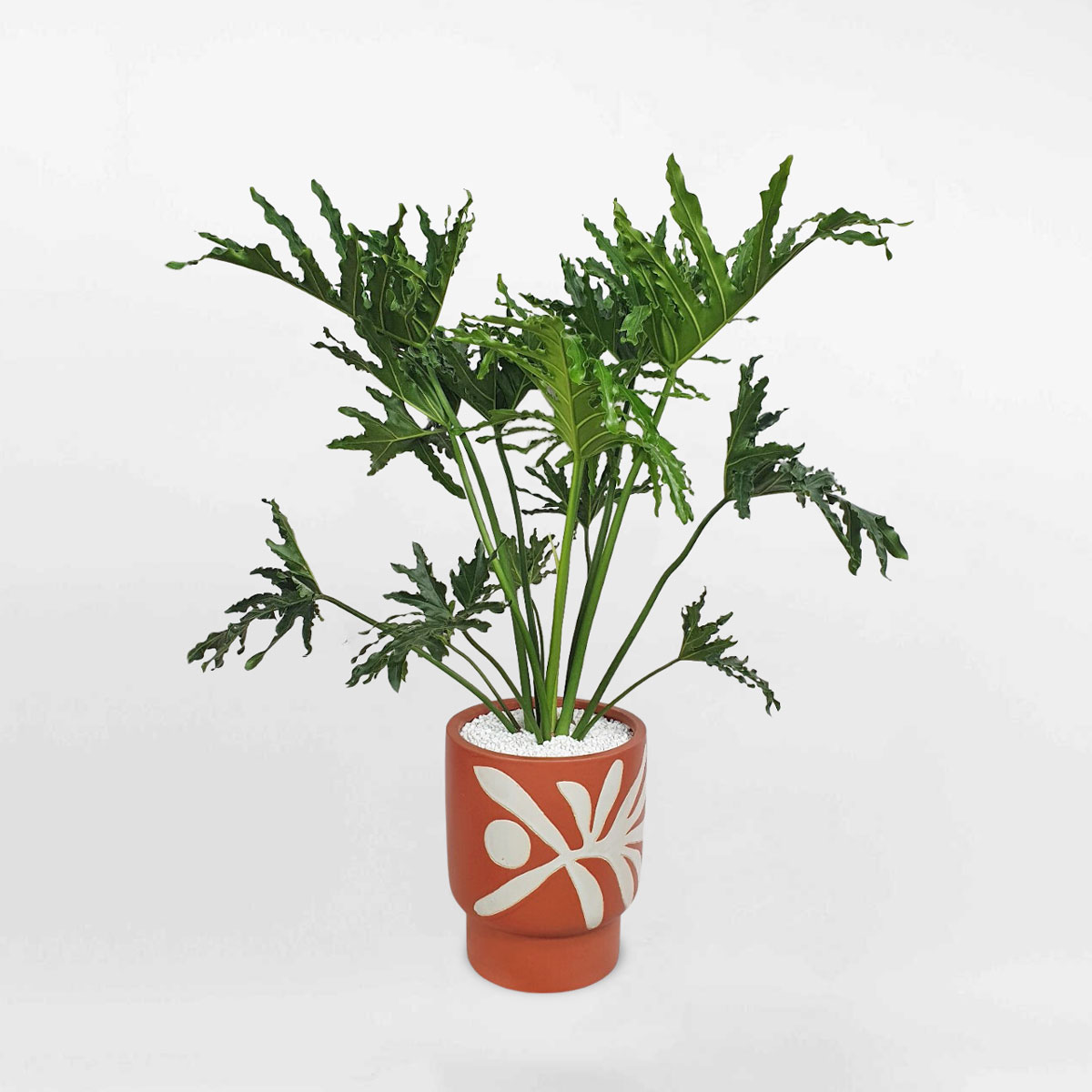 cay trau ba thanh xuan chau su xuat khau 1