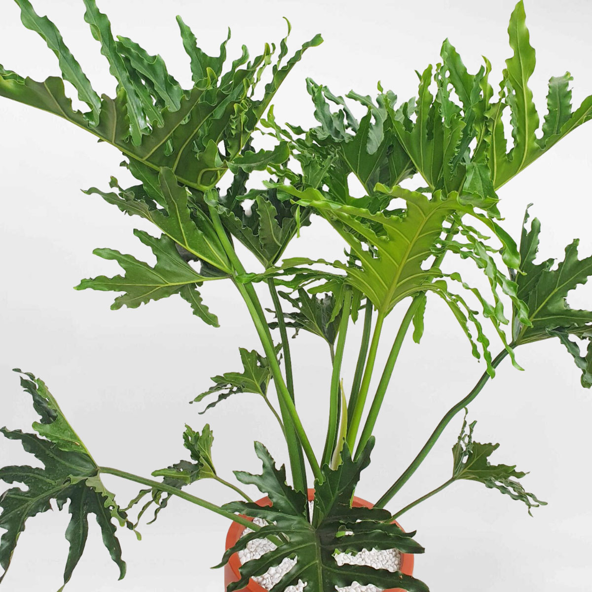 cay trau ba thanh xuan chau su xuat khau 2