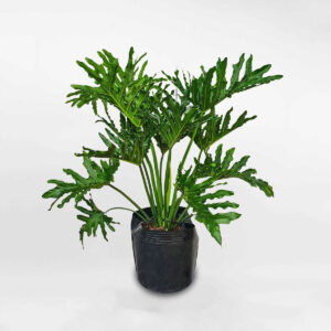 cay trau ba thanh xuan co lon chau uom 1