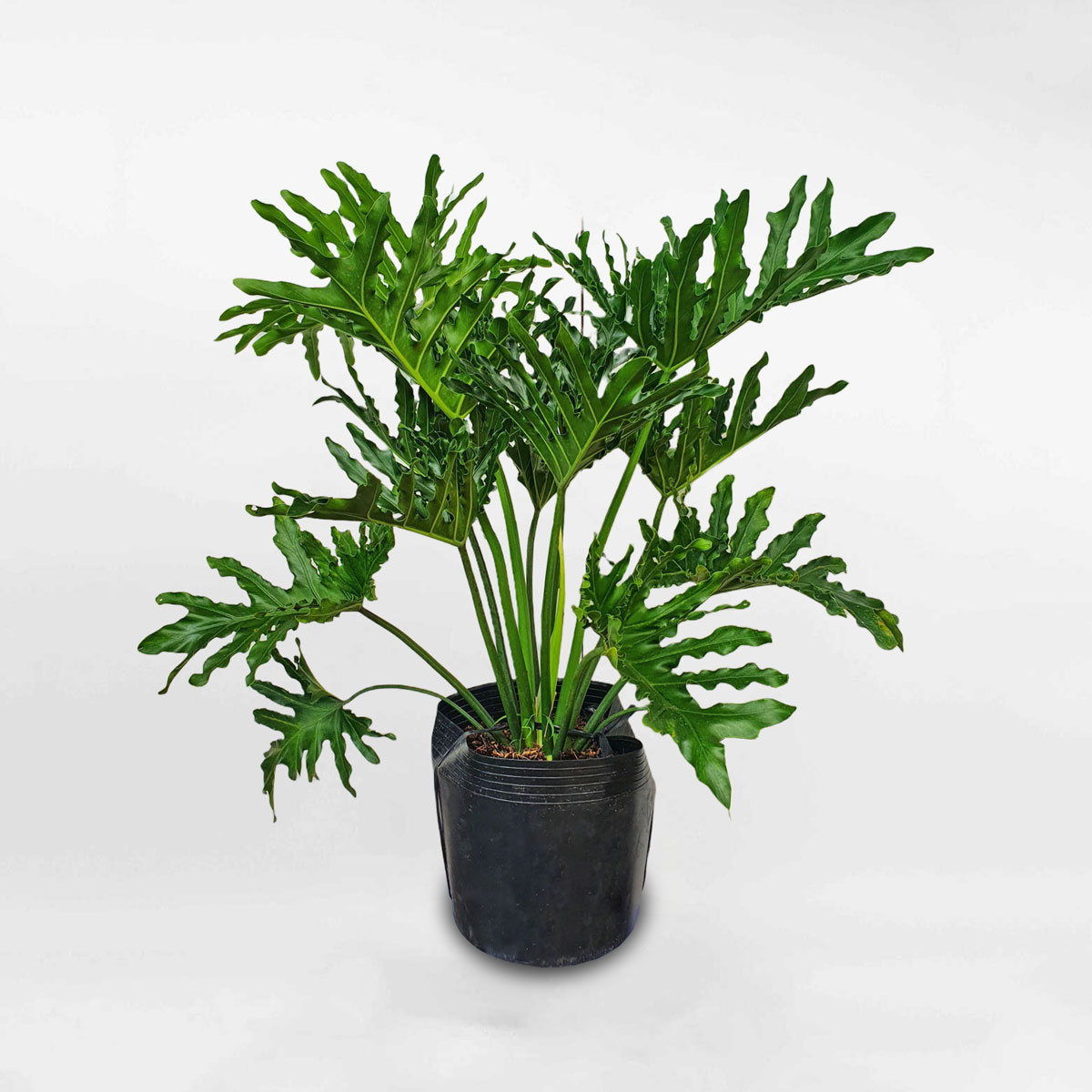 cay trau ba thanh xuan co lon chau uom 1