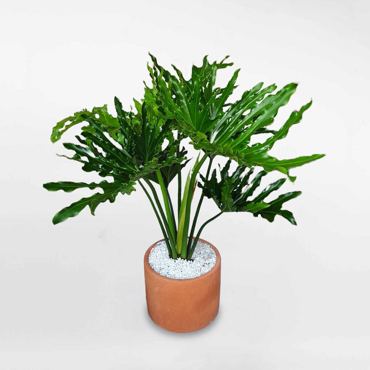 cay trau ba thanh xuan co trung chau dat nung