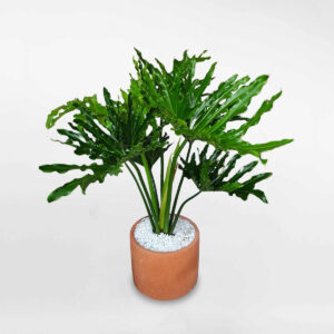 cay trau ba thanh xuan co trung chau dat nung