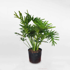 cay trau ba thanh xuan kich thuoc lon