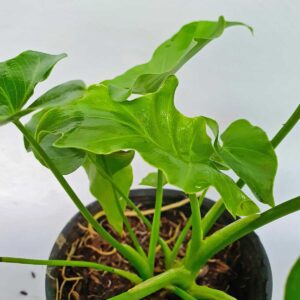 trầu bà thanh xuân để bàn