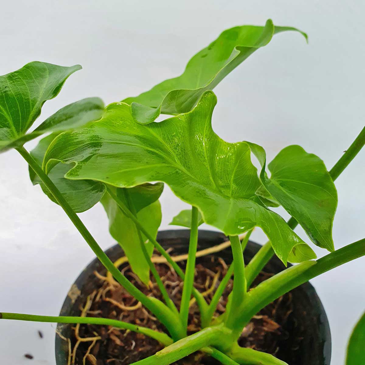 trầu bà thanh xuân để bàn