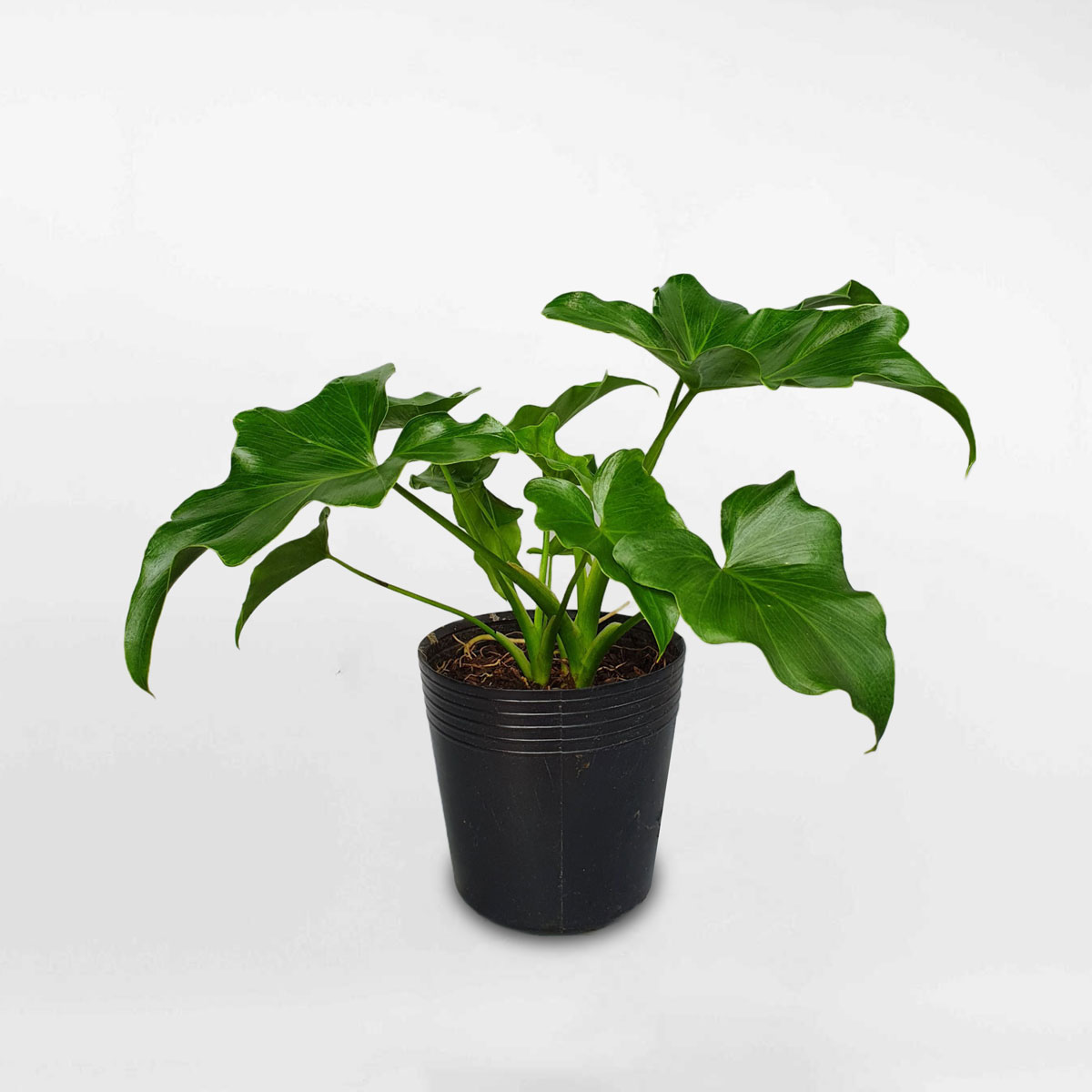 cây trầu bà thanh xuân nhỏ