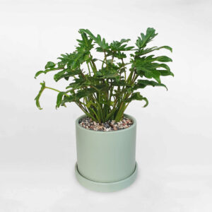 cay trau ba thien nga chau su 1