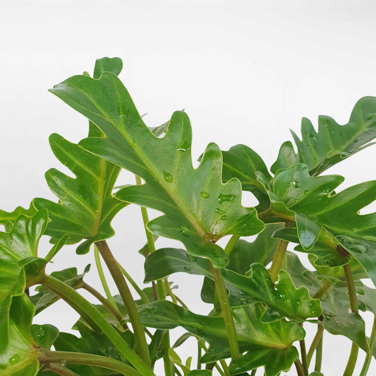 cay trau ba thien nga chau su 2