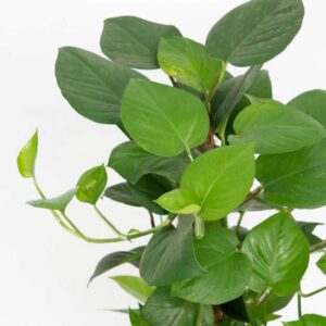 cay trau ba thuy sinh 1 1