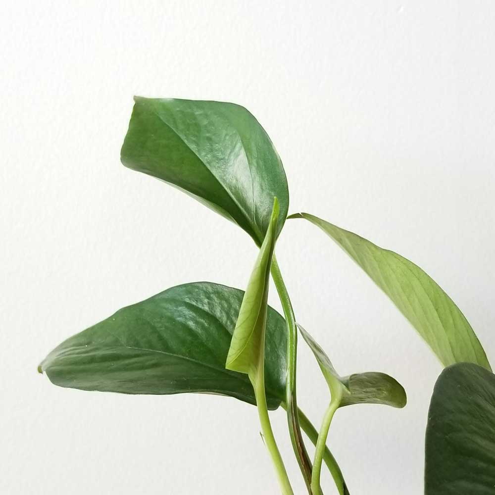 cay trau ba thuy sinh 3 1