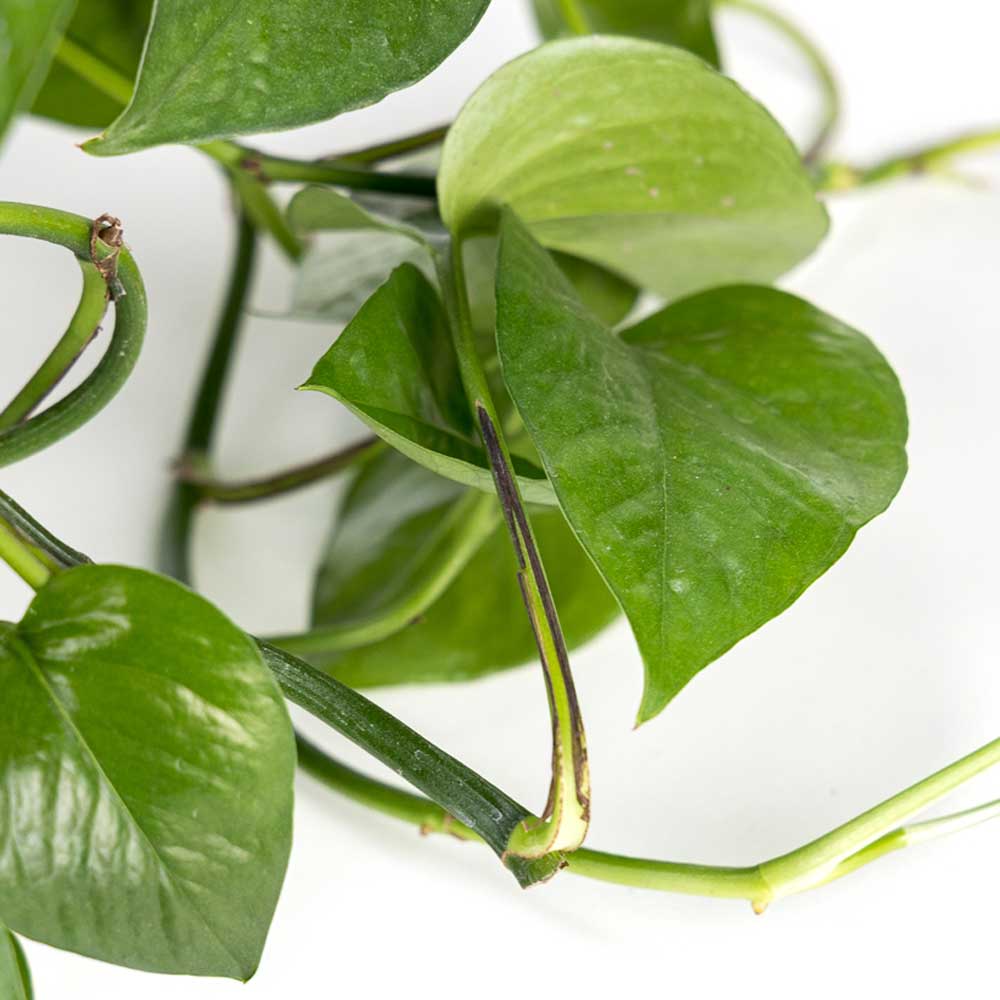 cay trau ba thuy sinh 4 1