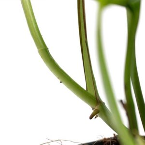 cay trau ba thuy sinh 5 1