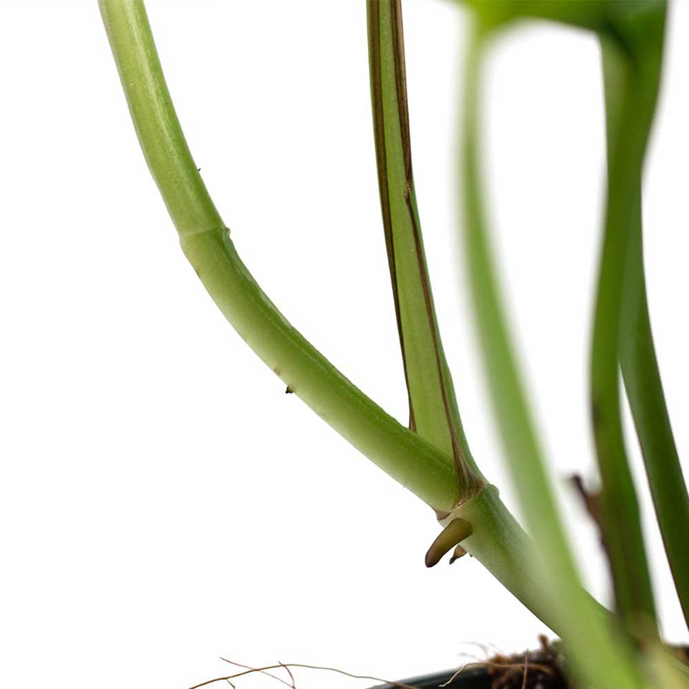 cay trau ba thuy sinh 5 1