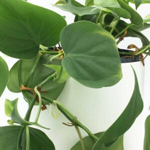 cay trau ba tim xanh Philodendron scandens 5