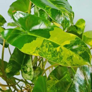 cay trau ba ty phu burble marx var