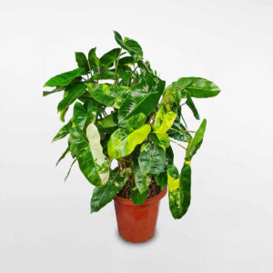 cay trau ba ty phu dot bien burble