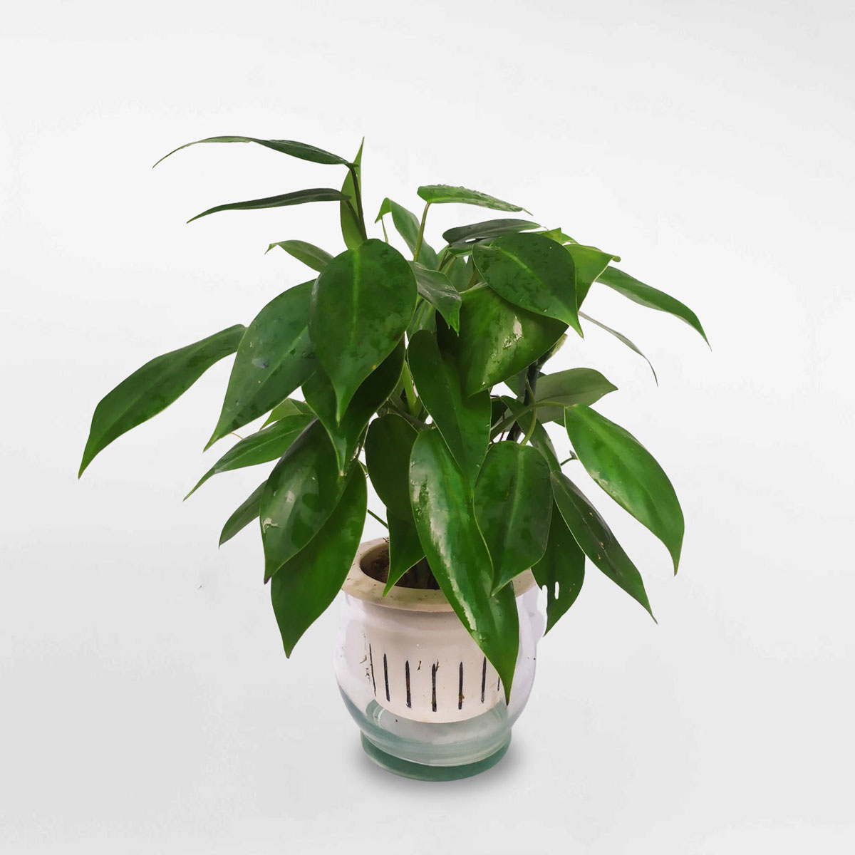 trầu bà tỷ phú