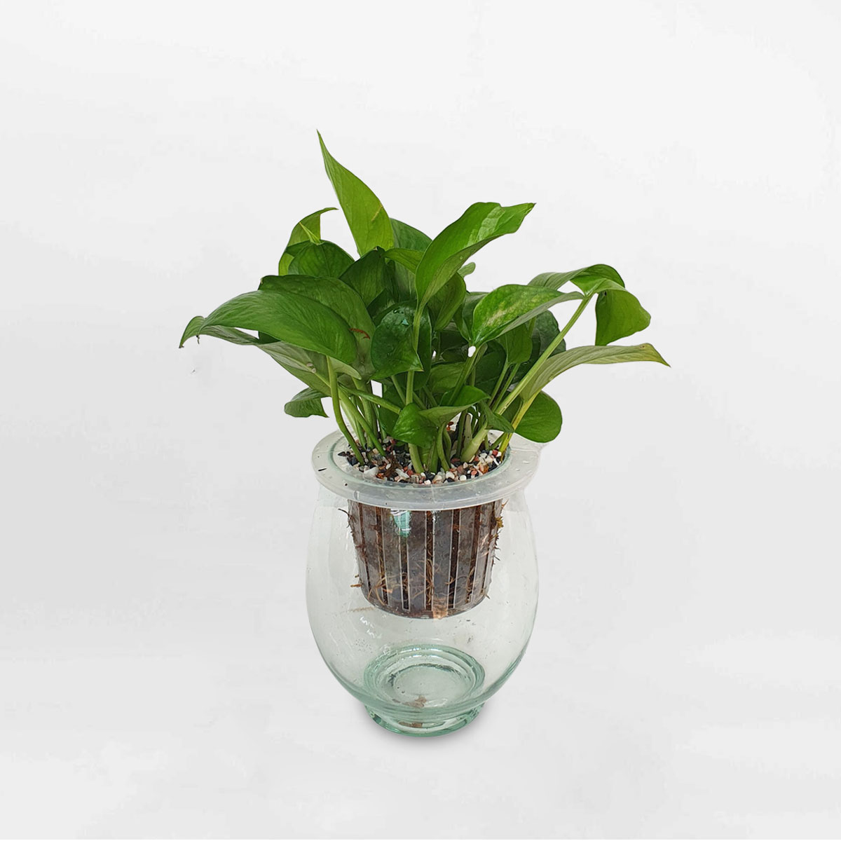 cay trau ba xanh thuy sinh 1