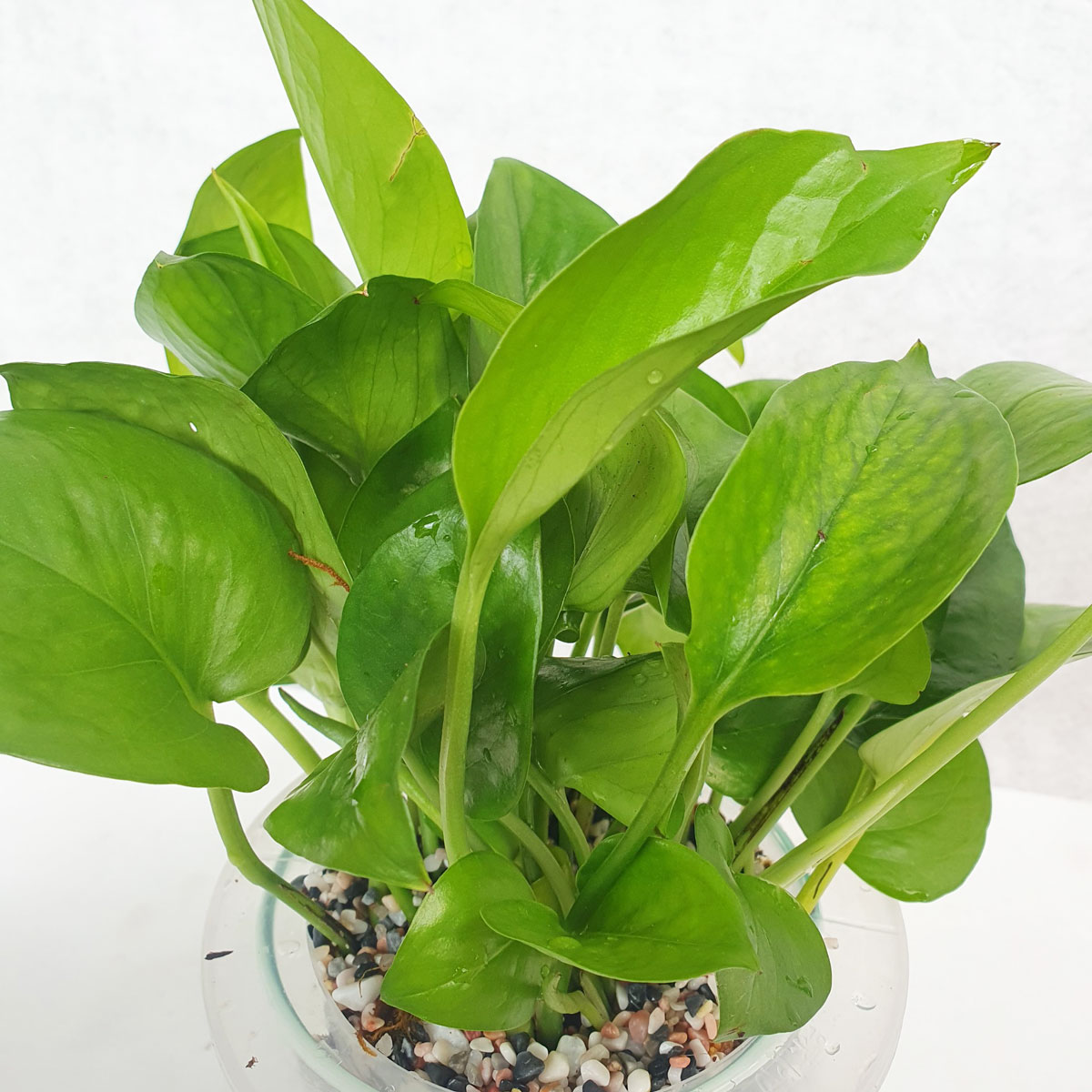 cay trau ba xanh thuy sinh 2