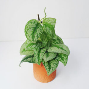 cay trau ma lua mowgarden 1