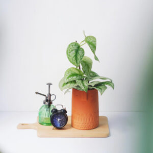 cay trau ma lua mowgarden