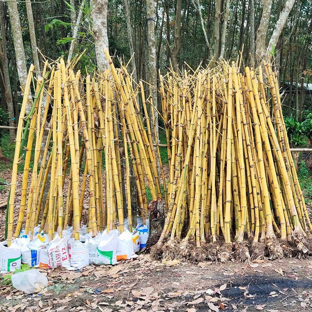 cay tre vang trong hang rao san vuon 1