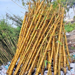 cay tre vang trong hang rao san vuon 2