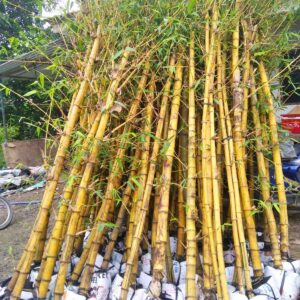 cay tre vang trong hang rao san vuon 3