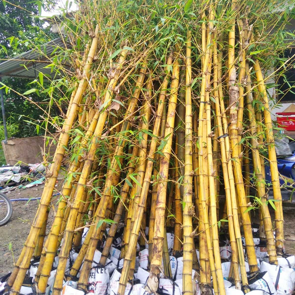 cay tre vang trong hang rao san vuon 3