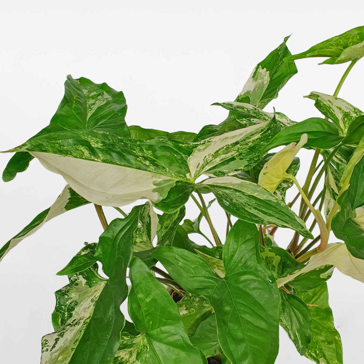 cay troc bac albo var 2