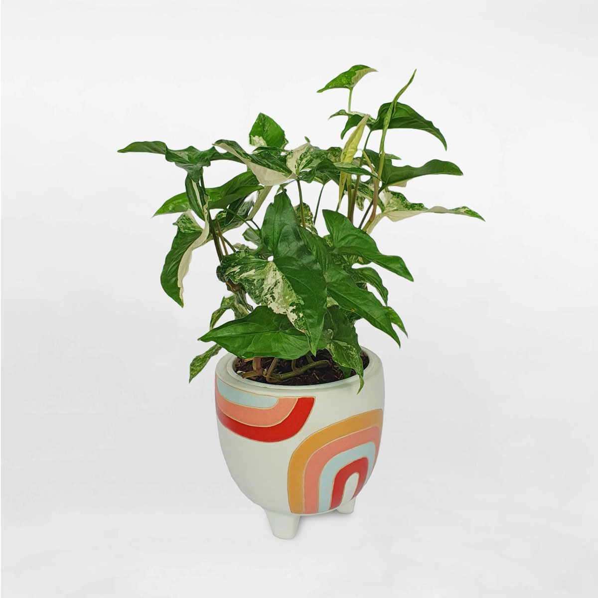 cay troc bac albo var 3