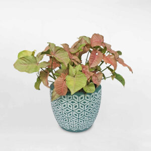 cay troc bac hong Syngonium P. Pink Spot