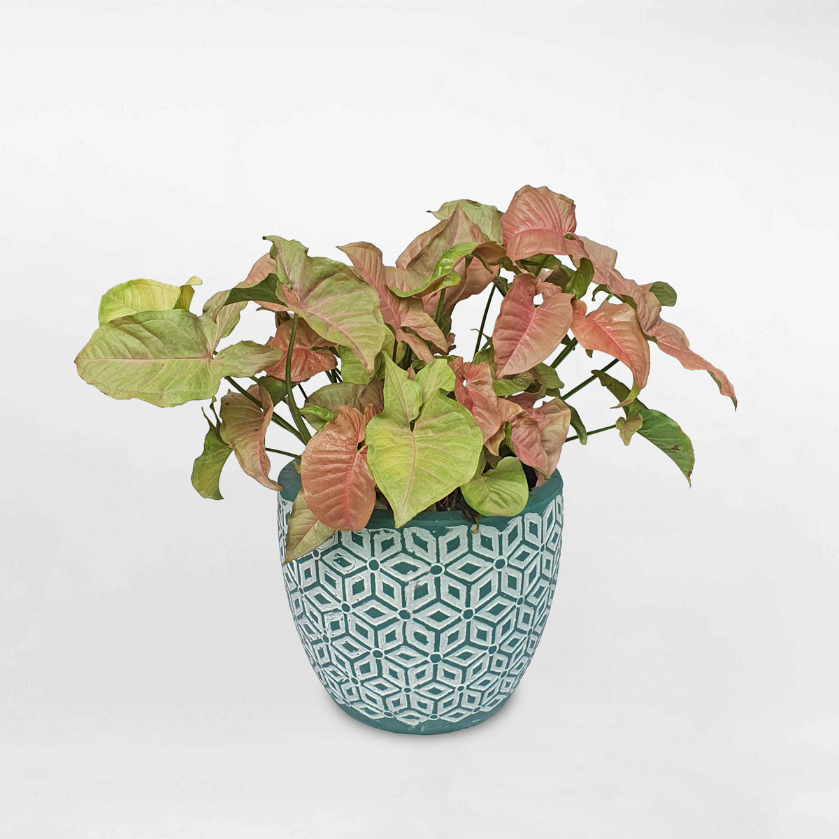 cay troc bac hong Syngonium P. Pink Spot